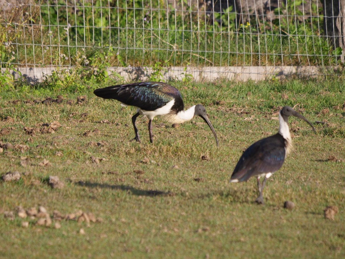 Straw-necked Ibis - ML620209025