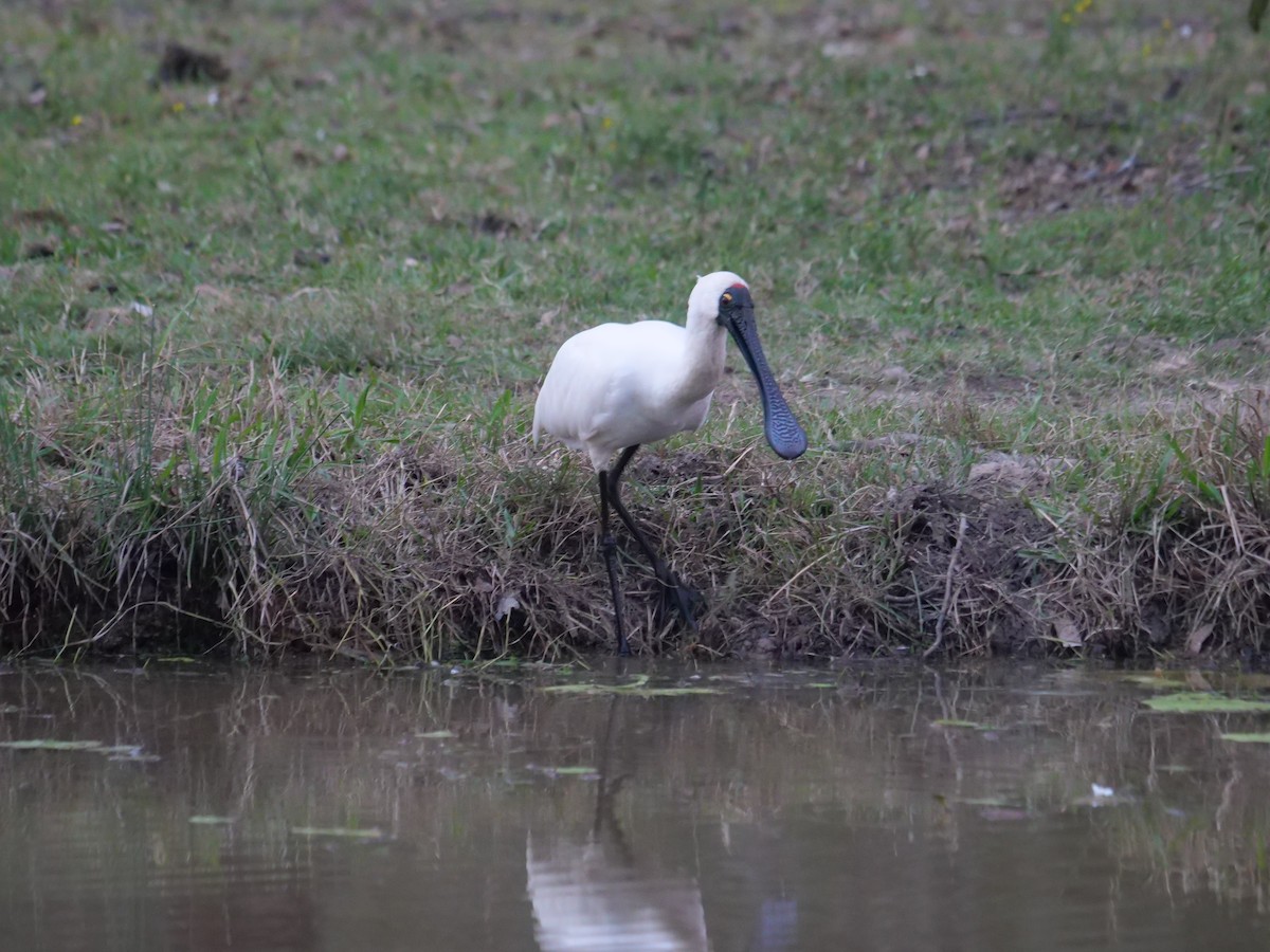 Royal Spoonbill - ML620209029