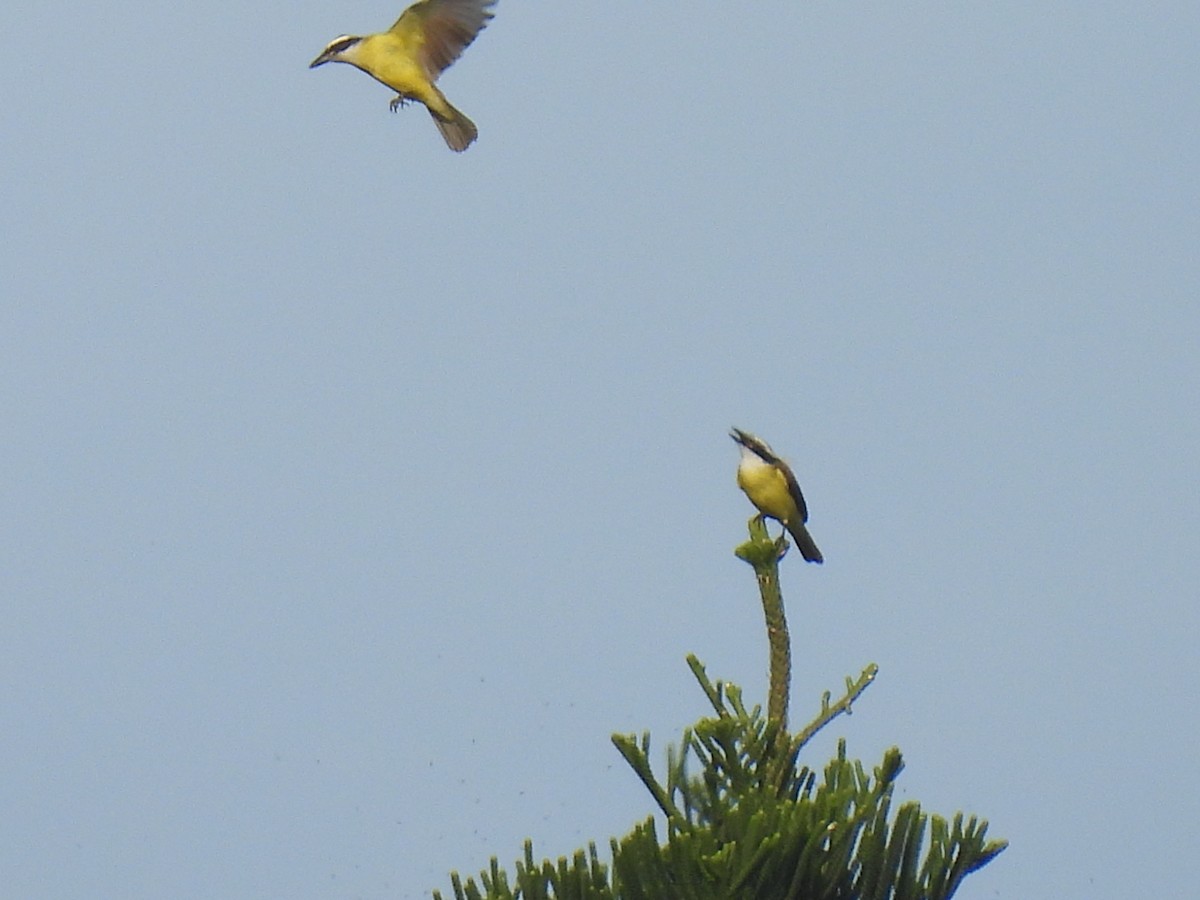 Great Kiskadee - ML620209031