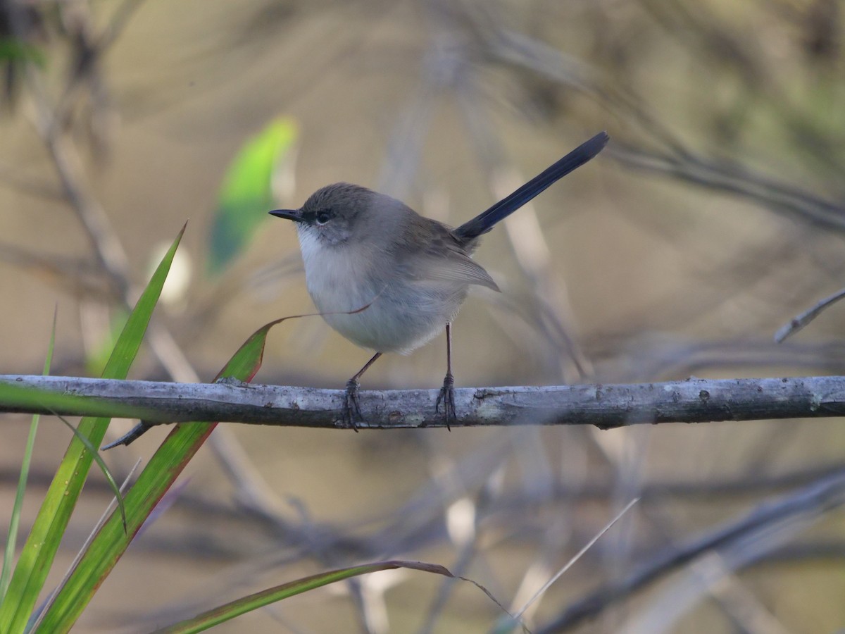 Superb Fairywren - ML620209032