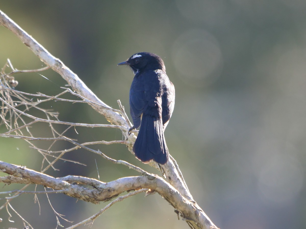 Willie-wagtail - ML620209040