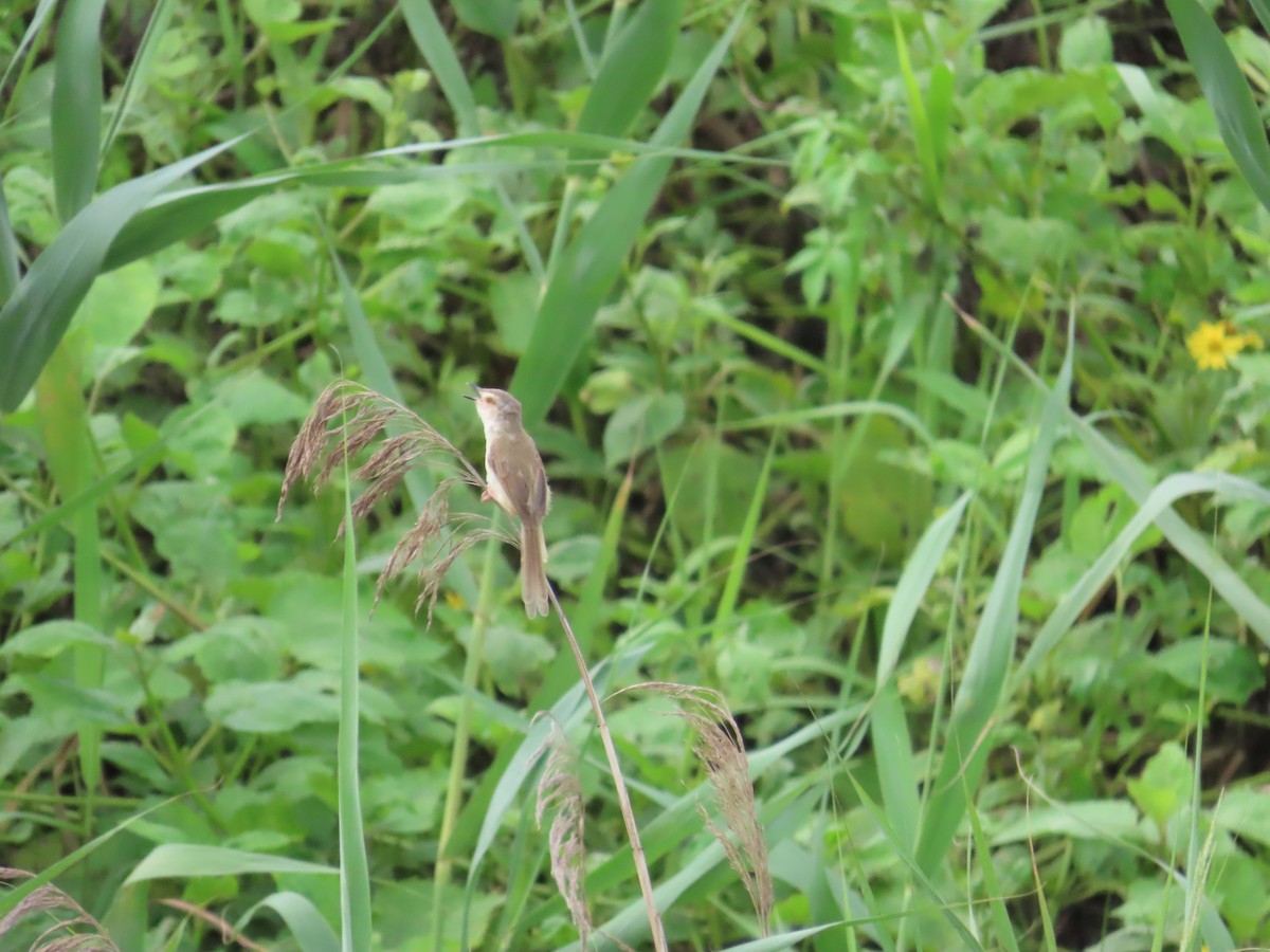 Plain Prinia - ML620209042