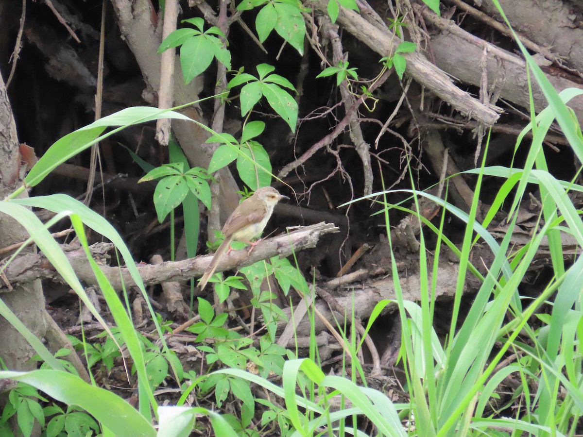 Plain Prinia - ML620209045