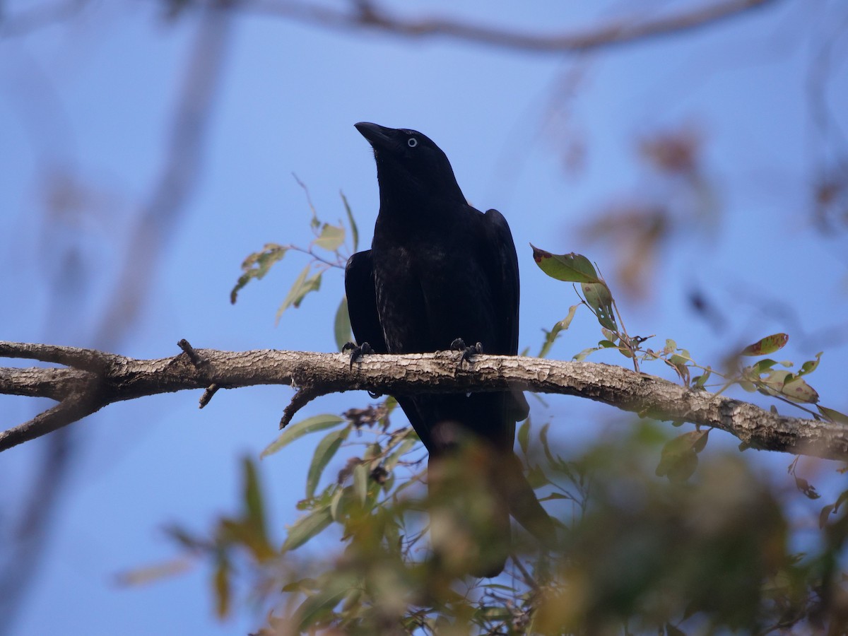 Torresian Crow - ML620209051