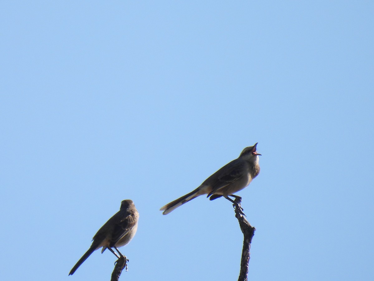 Chalk-browed Mockingbird - ML620209061