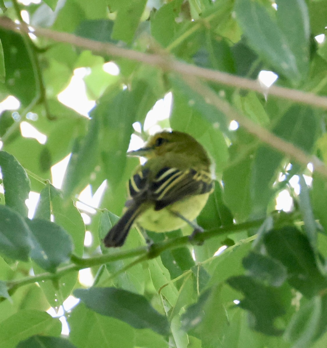 Tyranneau à poitrine jaune - ML620209066