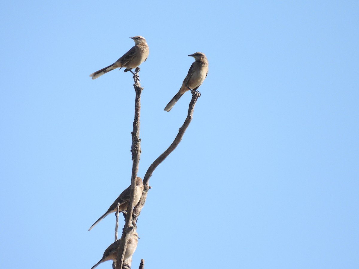 Chalk-browed Mockingbird - ML620209073