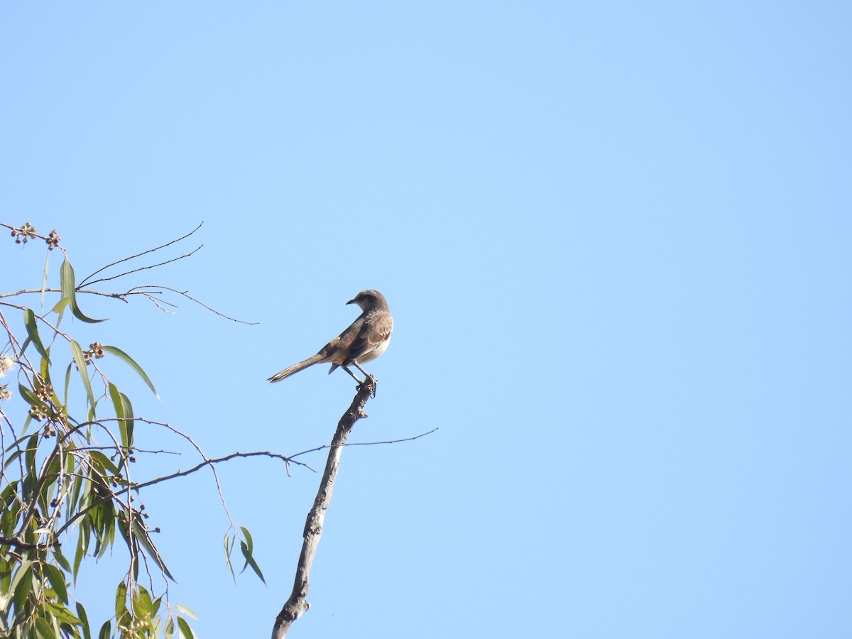 Chalk-browed Mockingbird - ML620209077