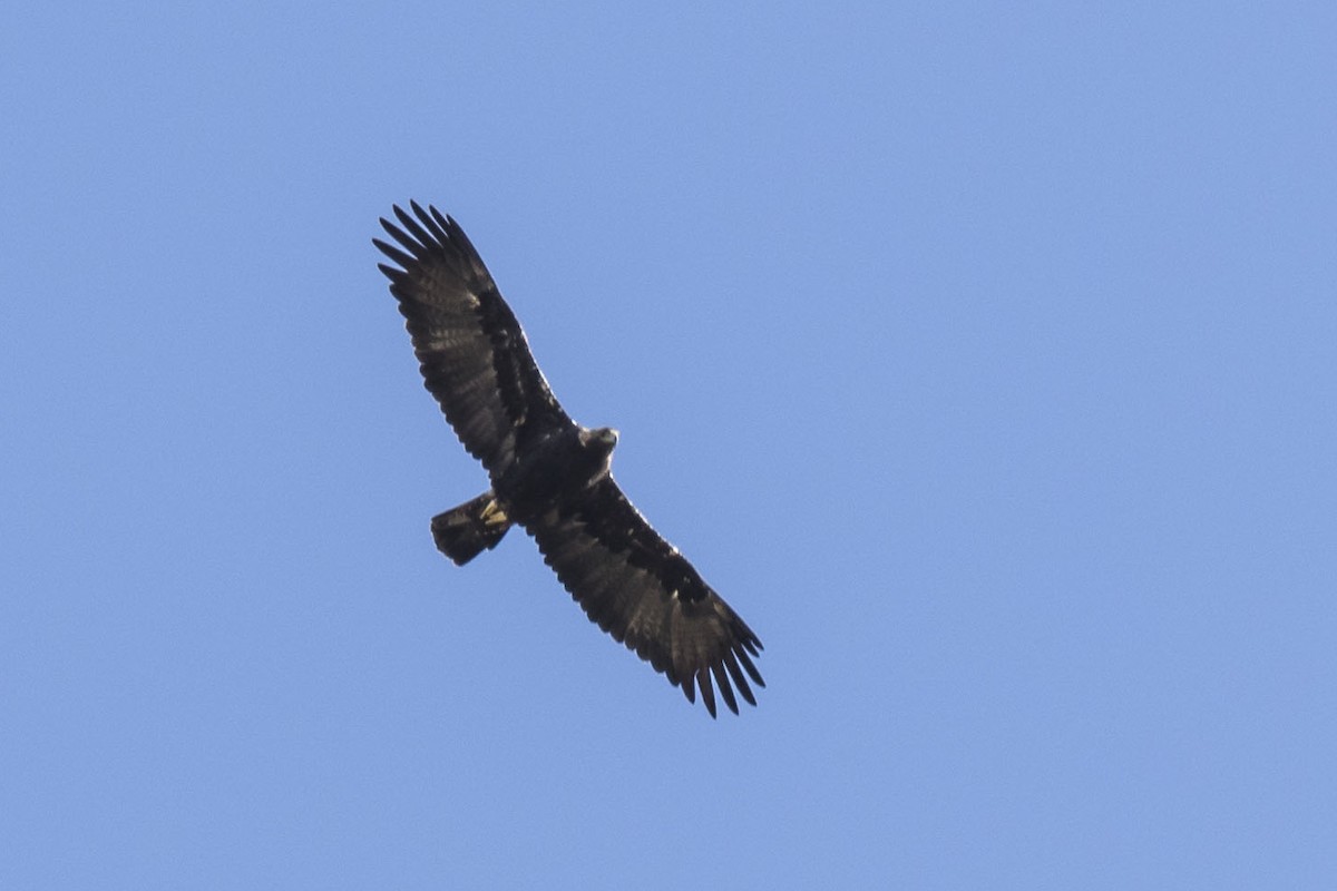 Águila Imperial Ibérica - ML620209090