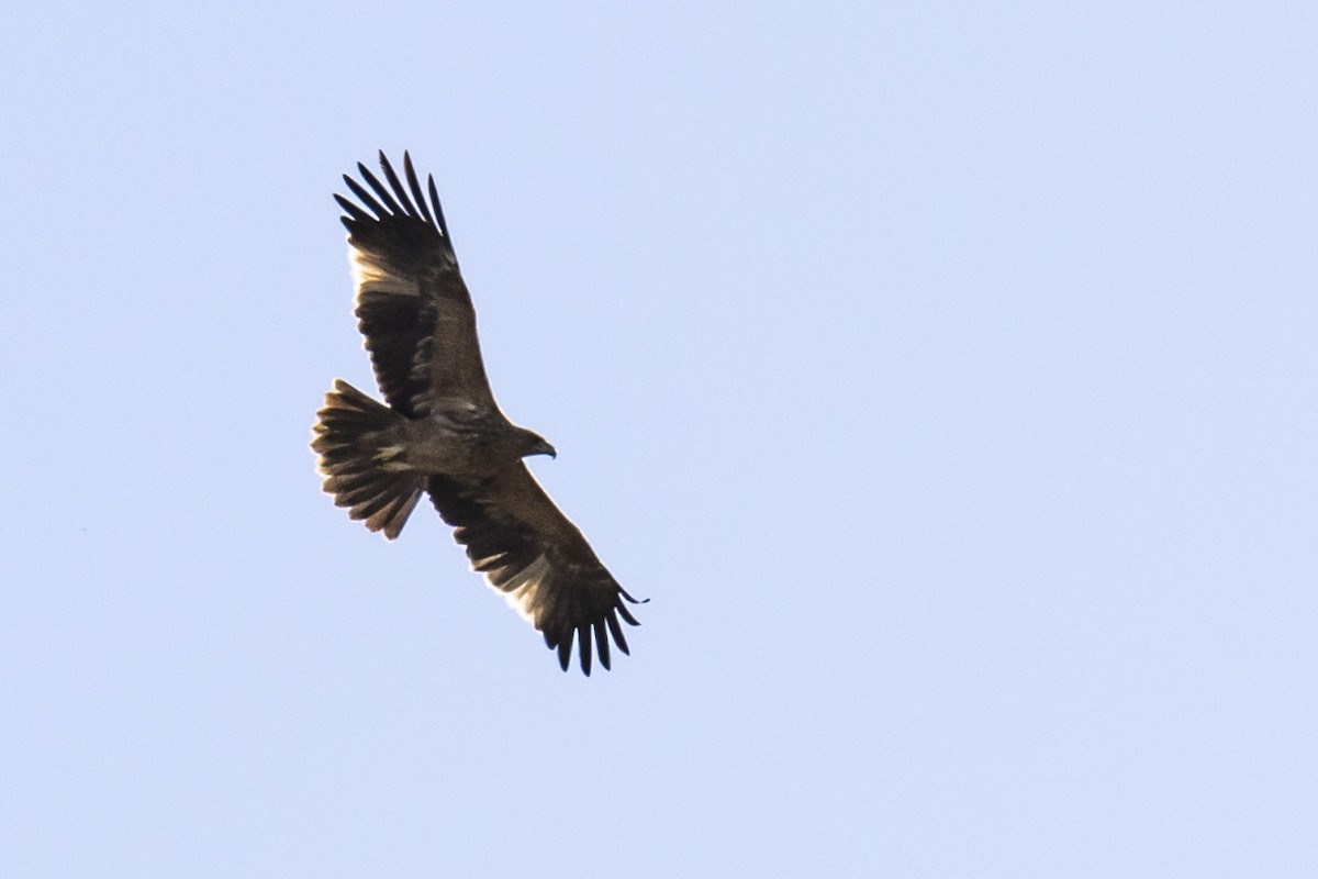 Águila Imperial Ibérica - ML620209094