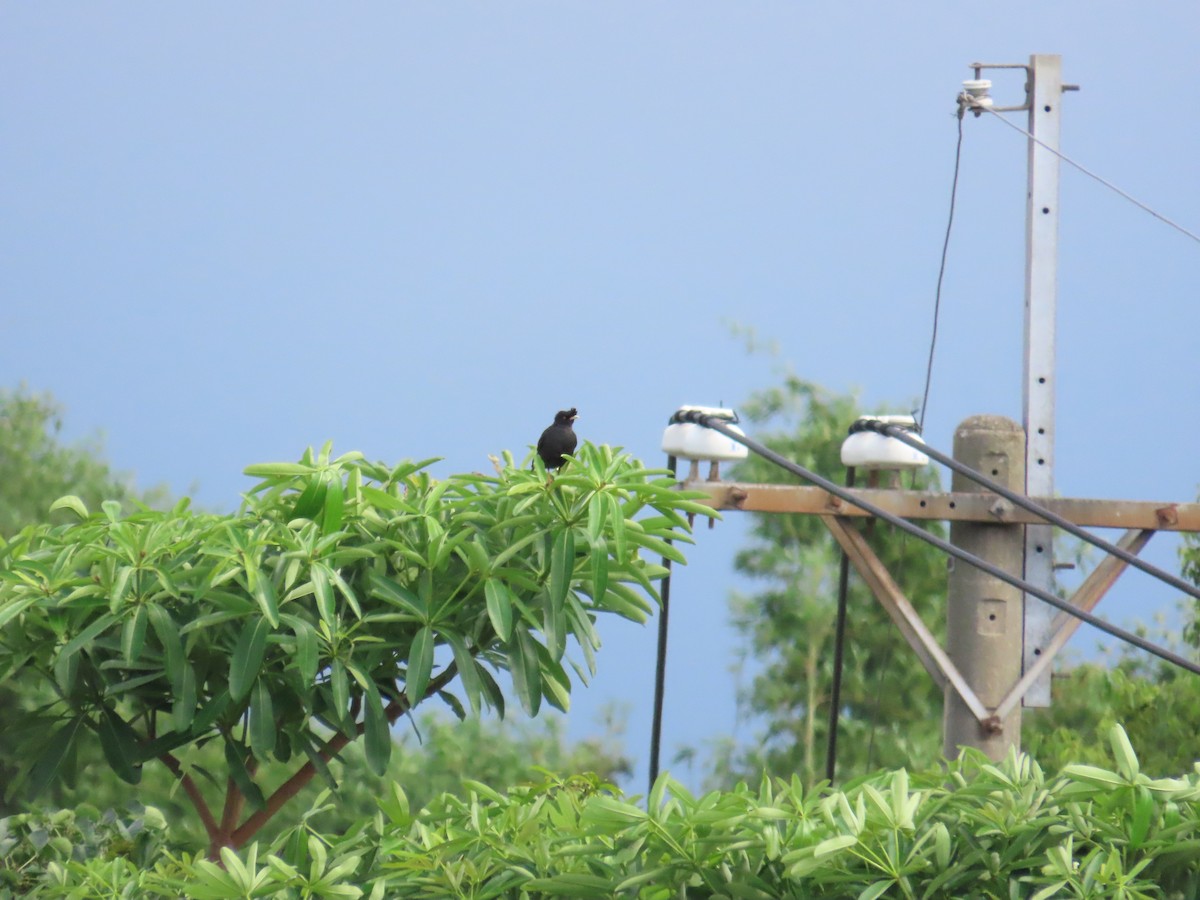 Crested Myna - ML620209101