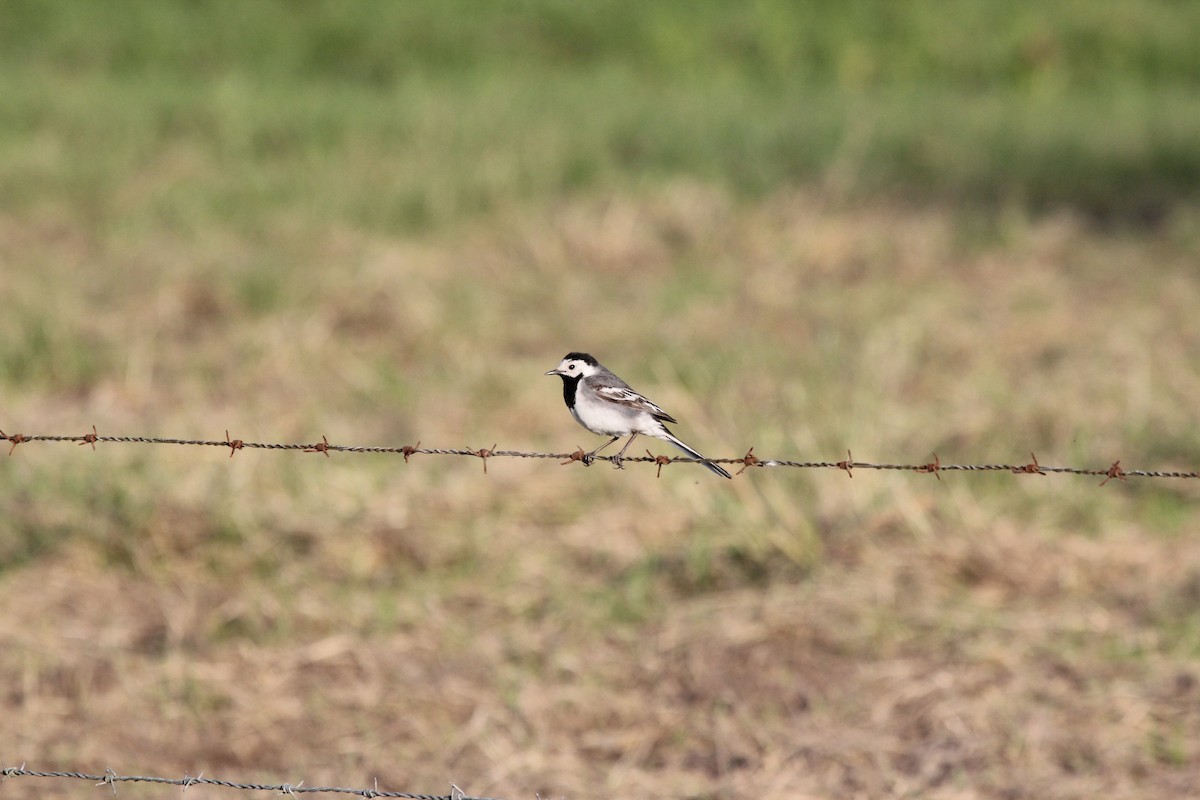 White Wagtail (White-faced) - ML620209102