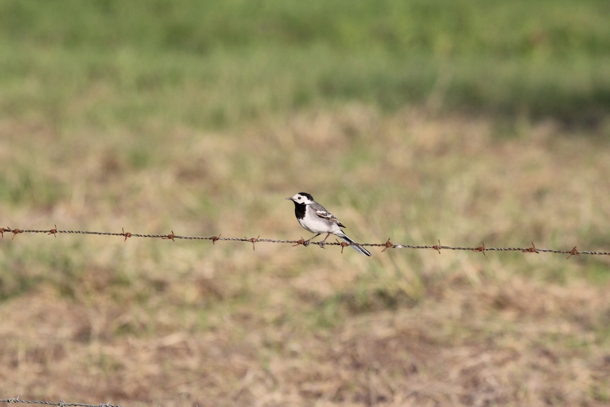 White Wagtail (White-faced) - ML620209103
