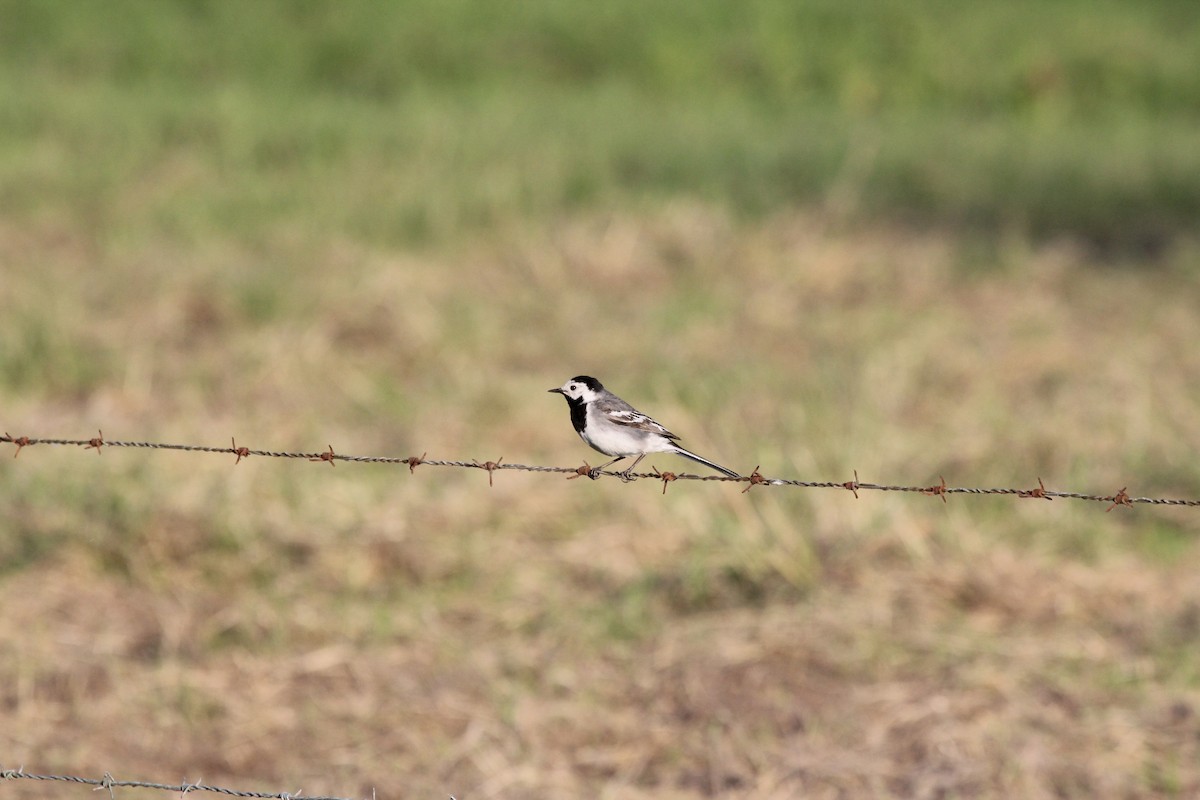 White Wagtail (White-faced) - ML620209104