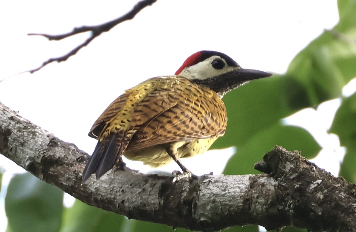 Spot-breasted Woodpecker - ML620209106