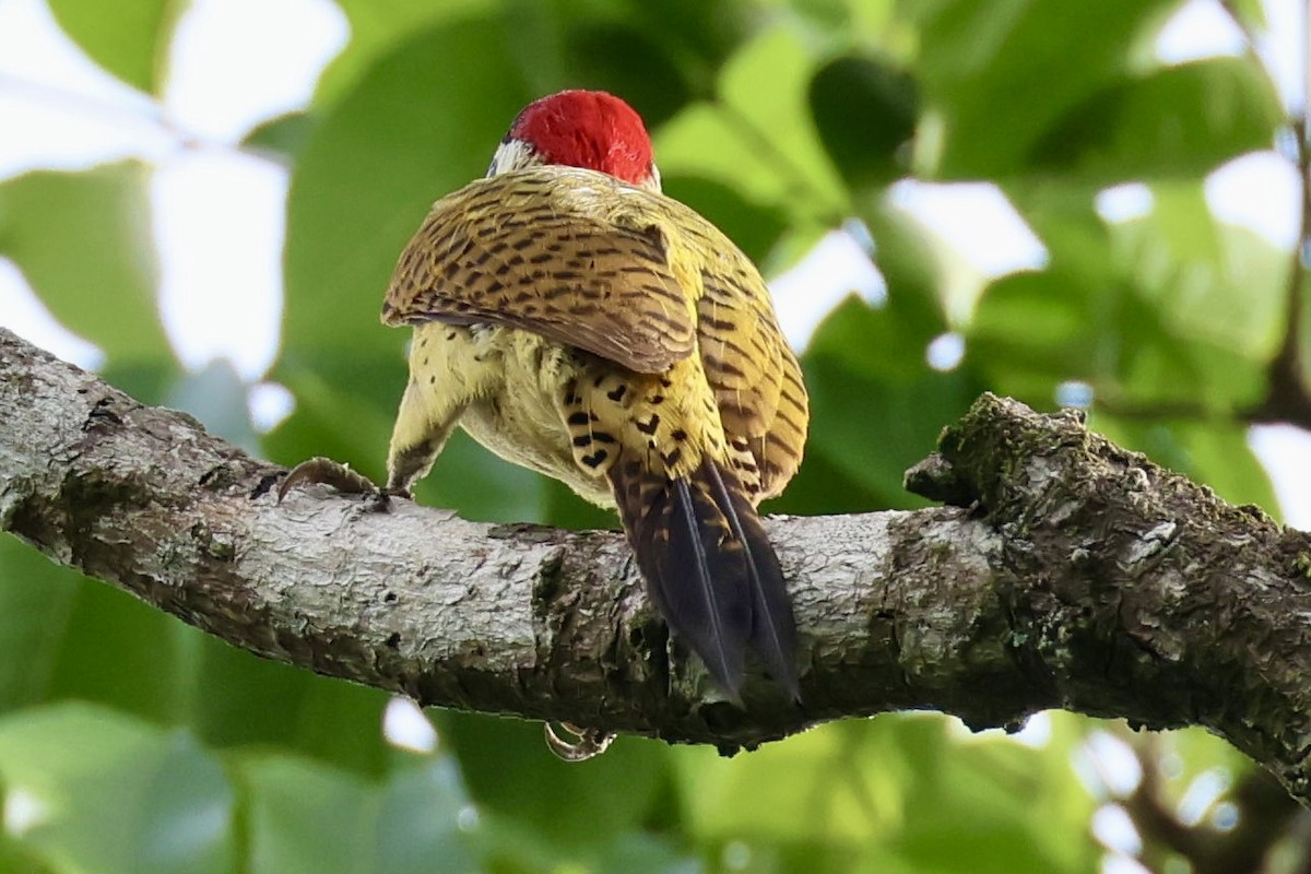 Spot-breasted Woodpecker - ML620209108