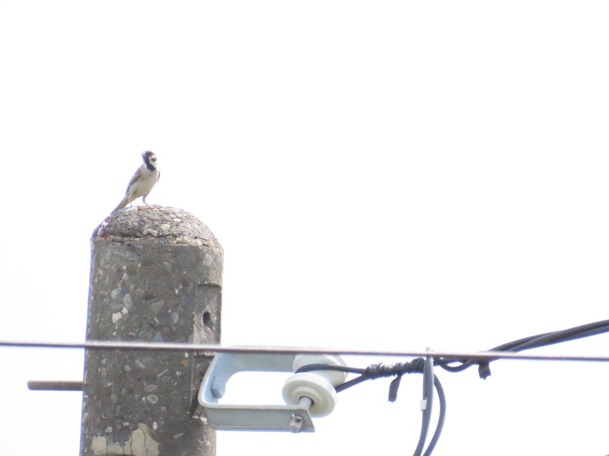 Eurasian Tree Sparrow - ML620209111