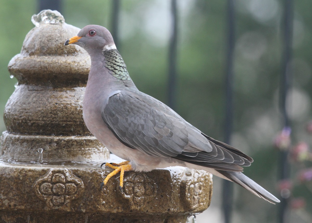 Band-tailed Pigeon - ML620209119