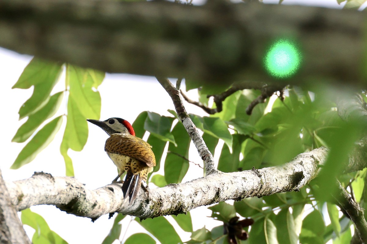 Spot-breasted Woodpecker - ML620209127