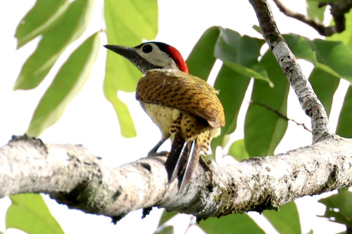 Spot-breasted Woodpecker - ML620209128