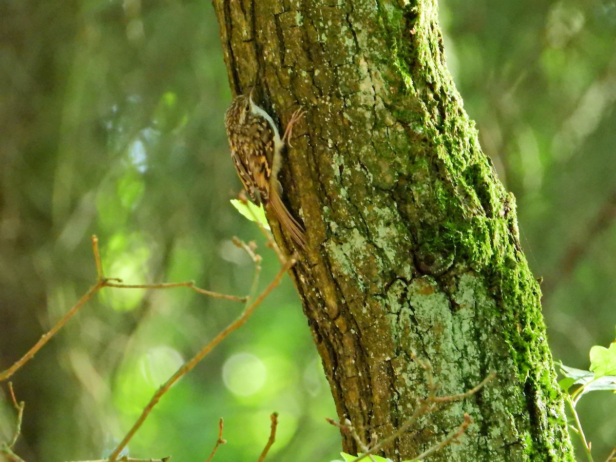 Eurasian/Short-toed Treecreeper - ML620209130