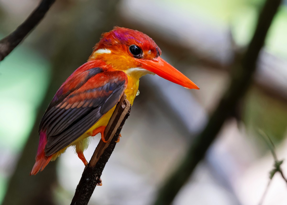 Rufous-backed Dwarf-Kingfisher - ML620209137