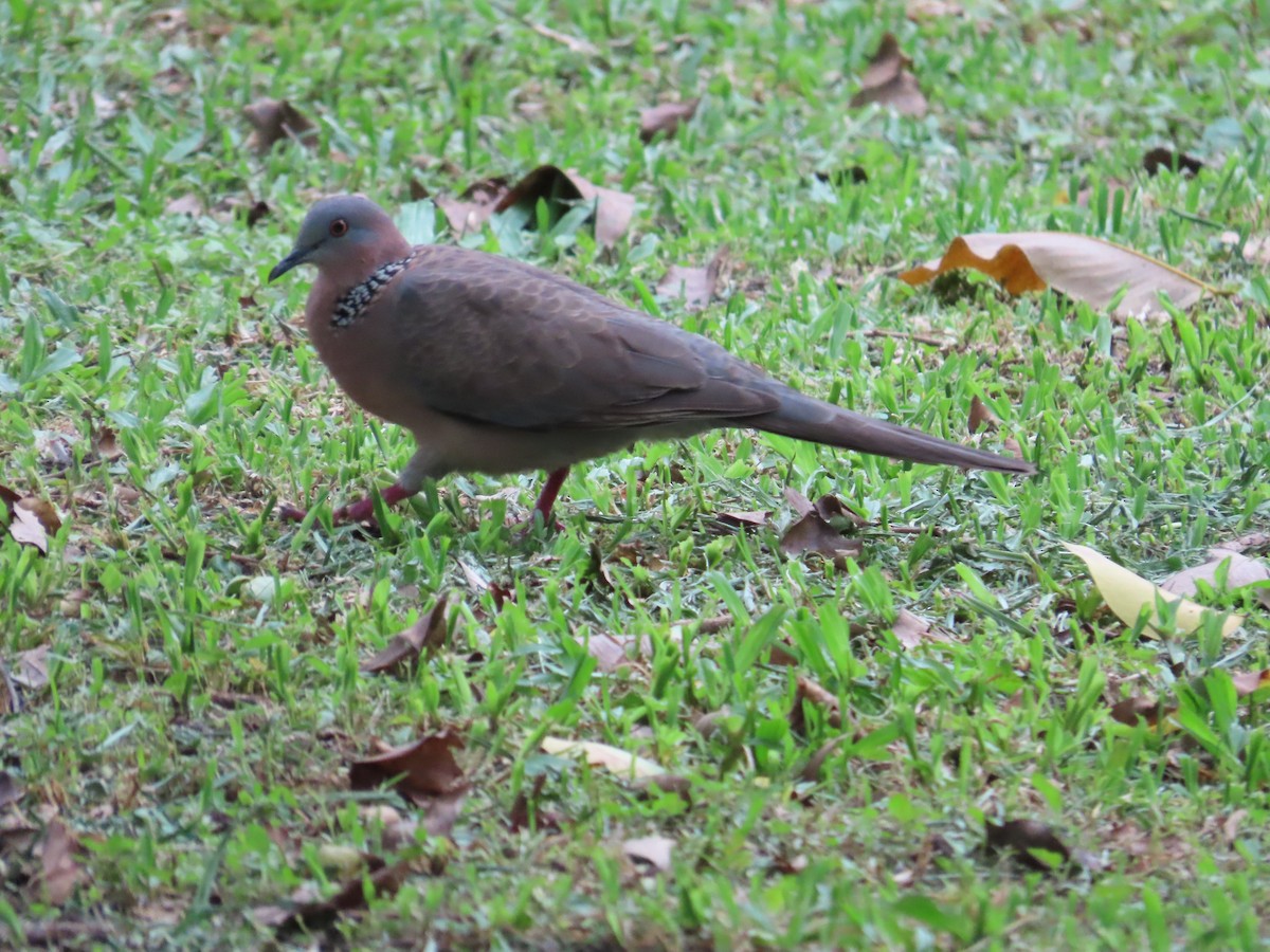 Spotted Dove - ML620209143