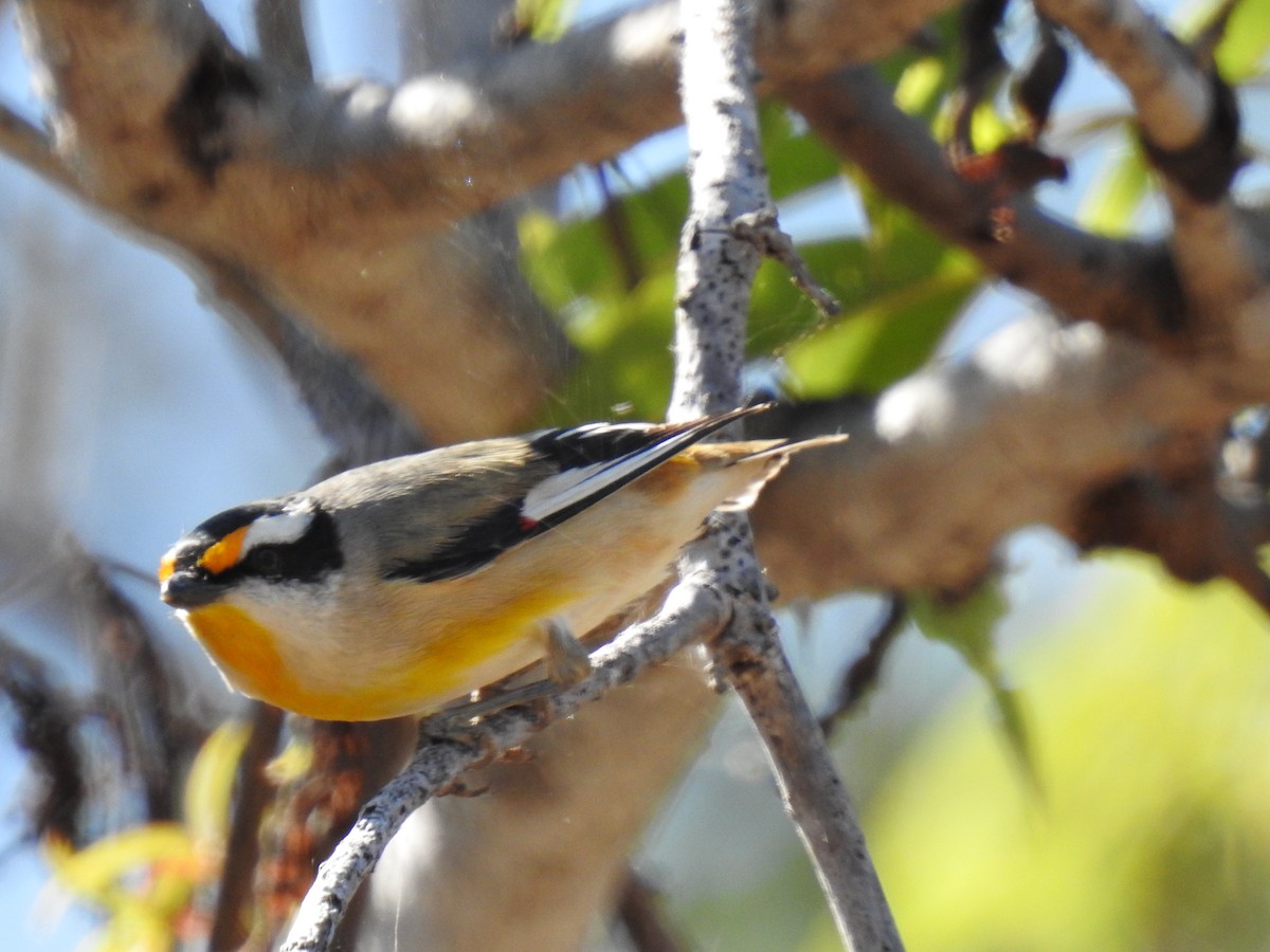 Pardalote Estriado - ML620209144