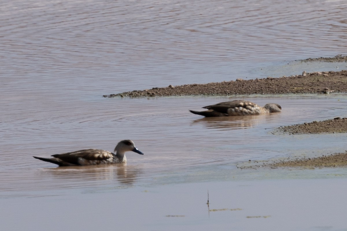 Crested Duck - ML620209150