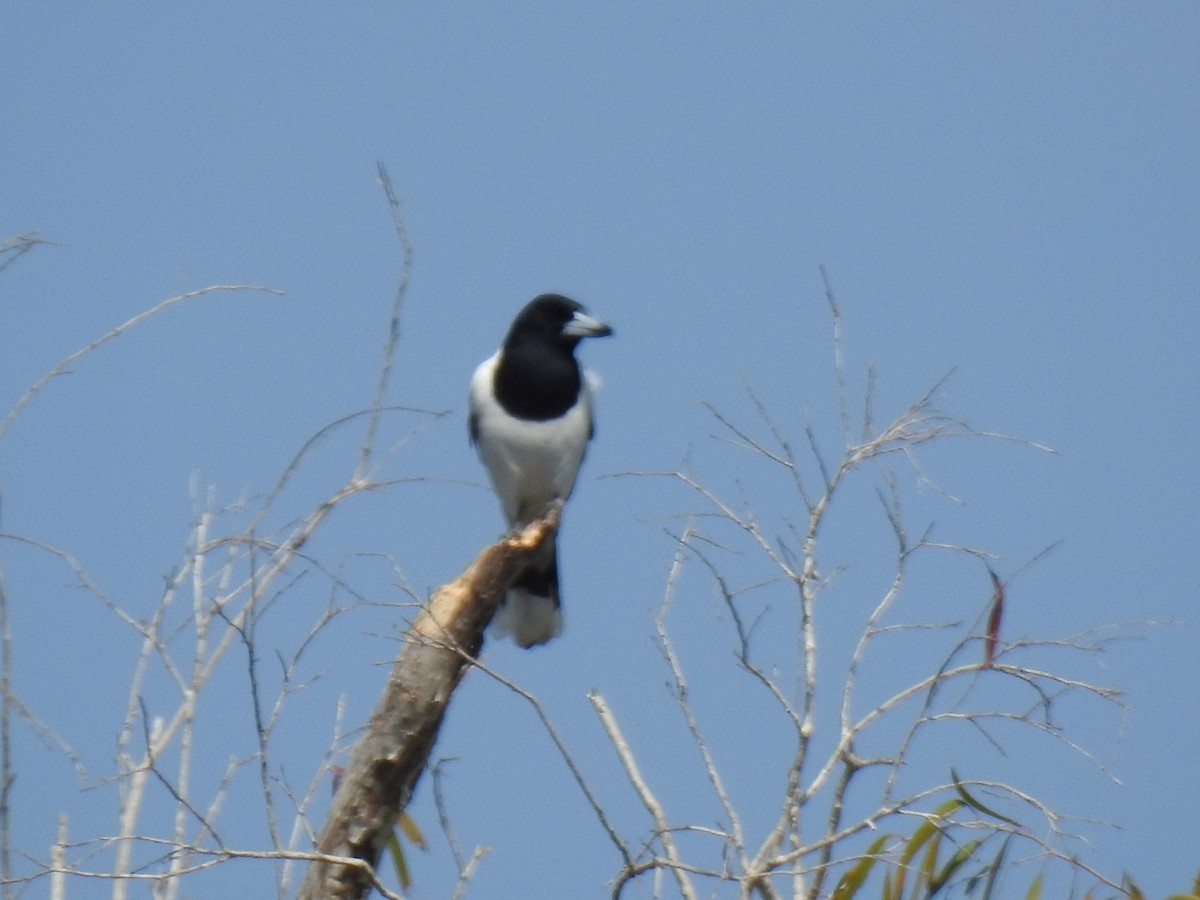 Pied Butcherbird - ML620209165