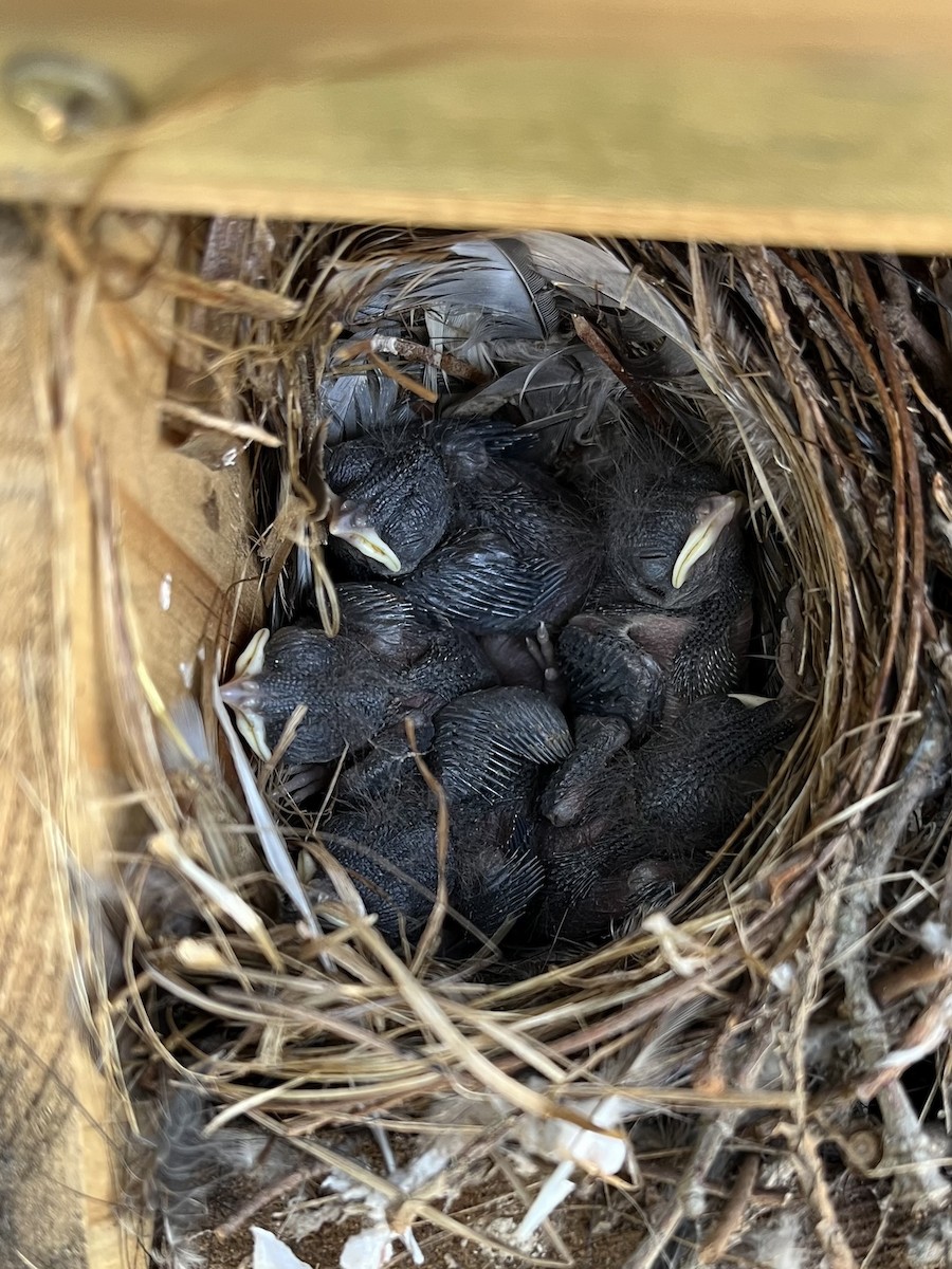 House Wren - ML620209171