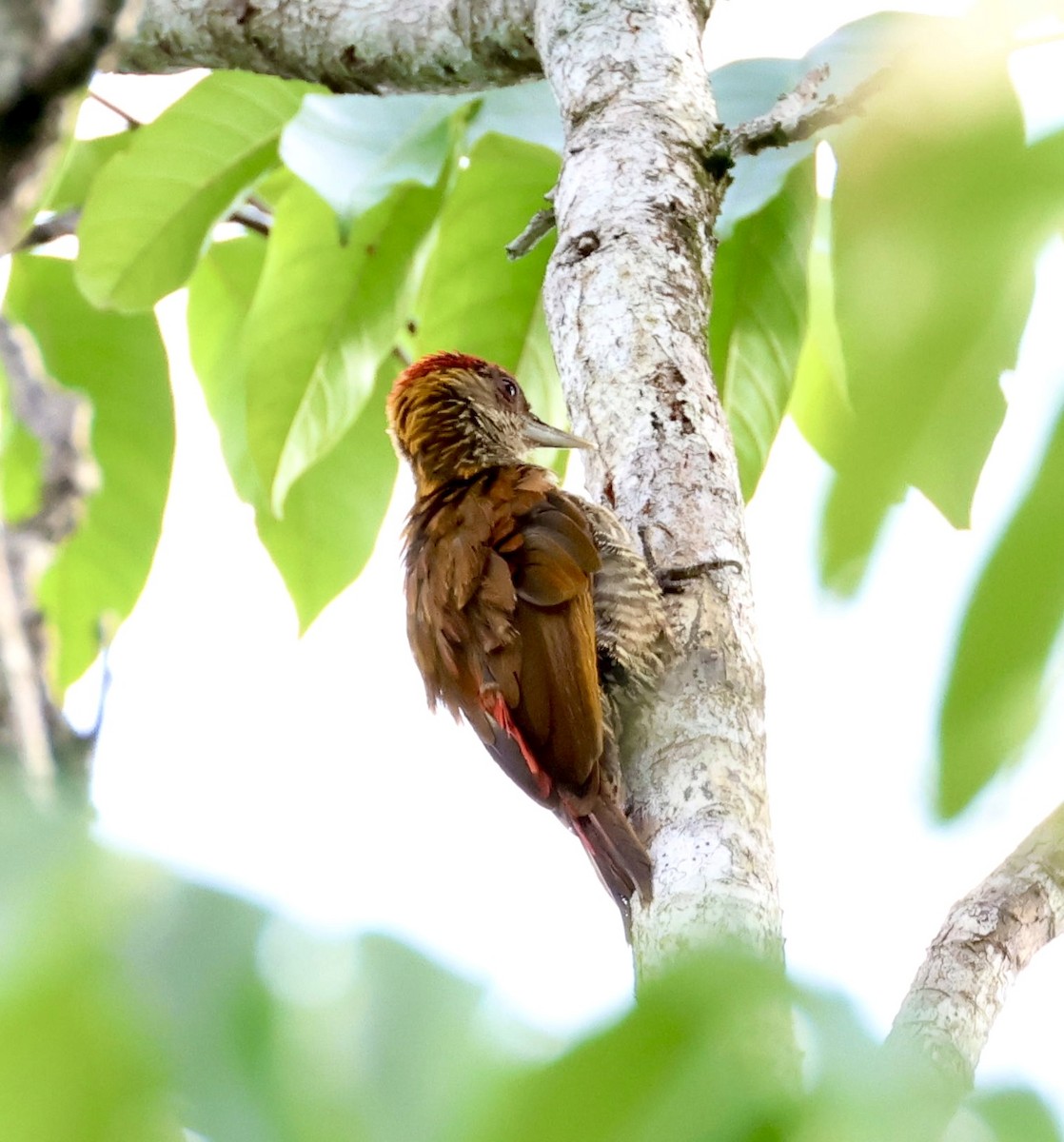 Red-rumped Woodpecker - ML620209173