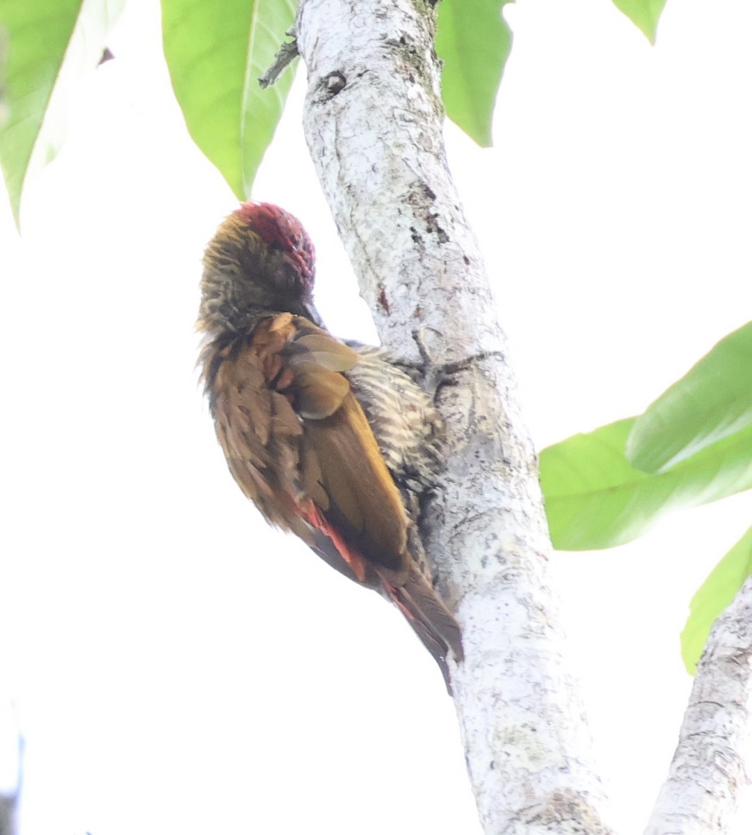 Red-rumped Woodpecker - ML620209174