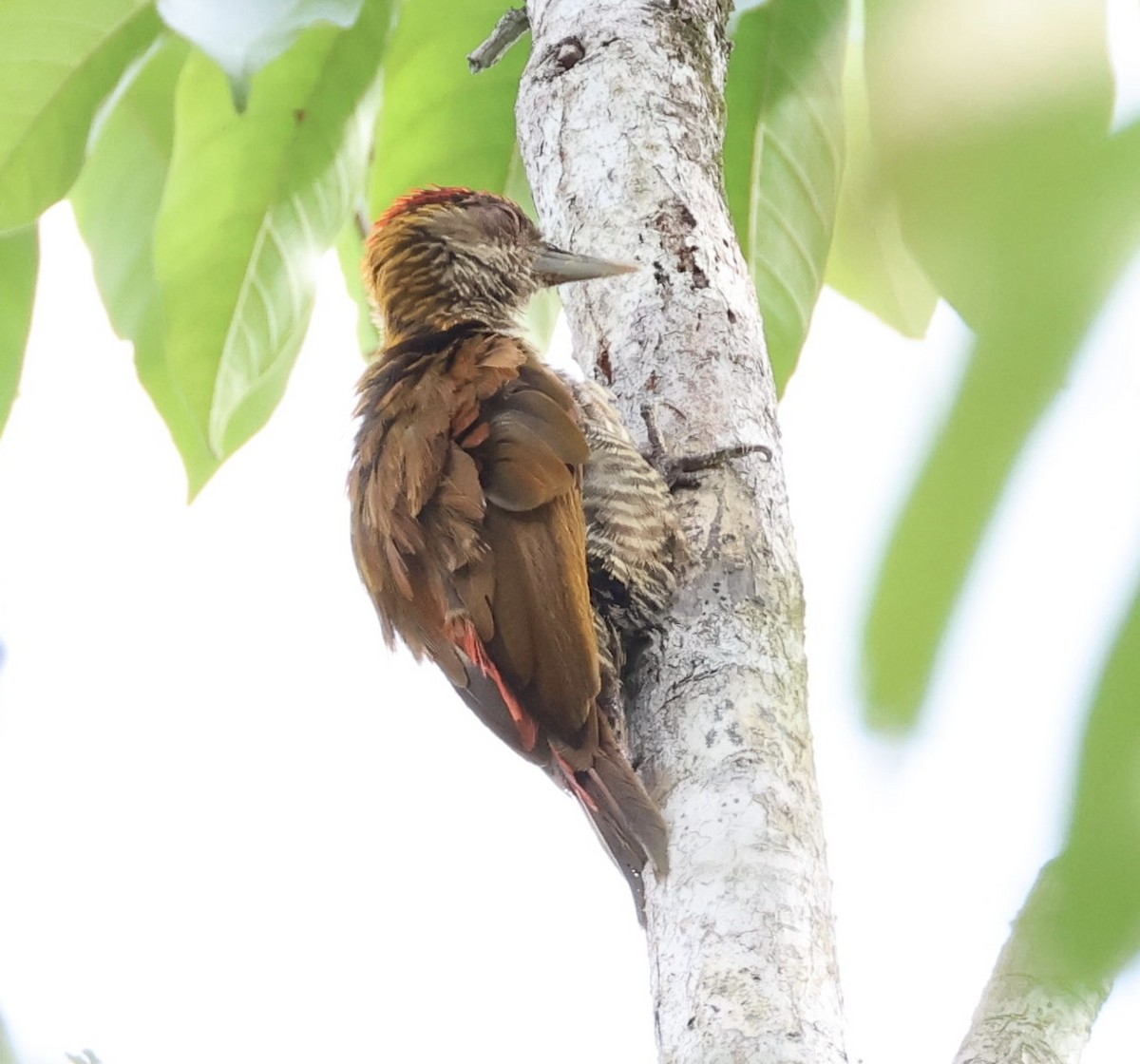 Red-rumped Woodpecker - ML620209175