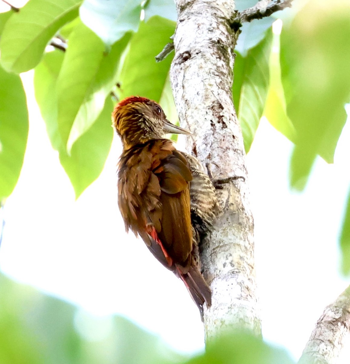 Red-rumped Woodpecker - ML620209176