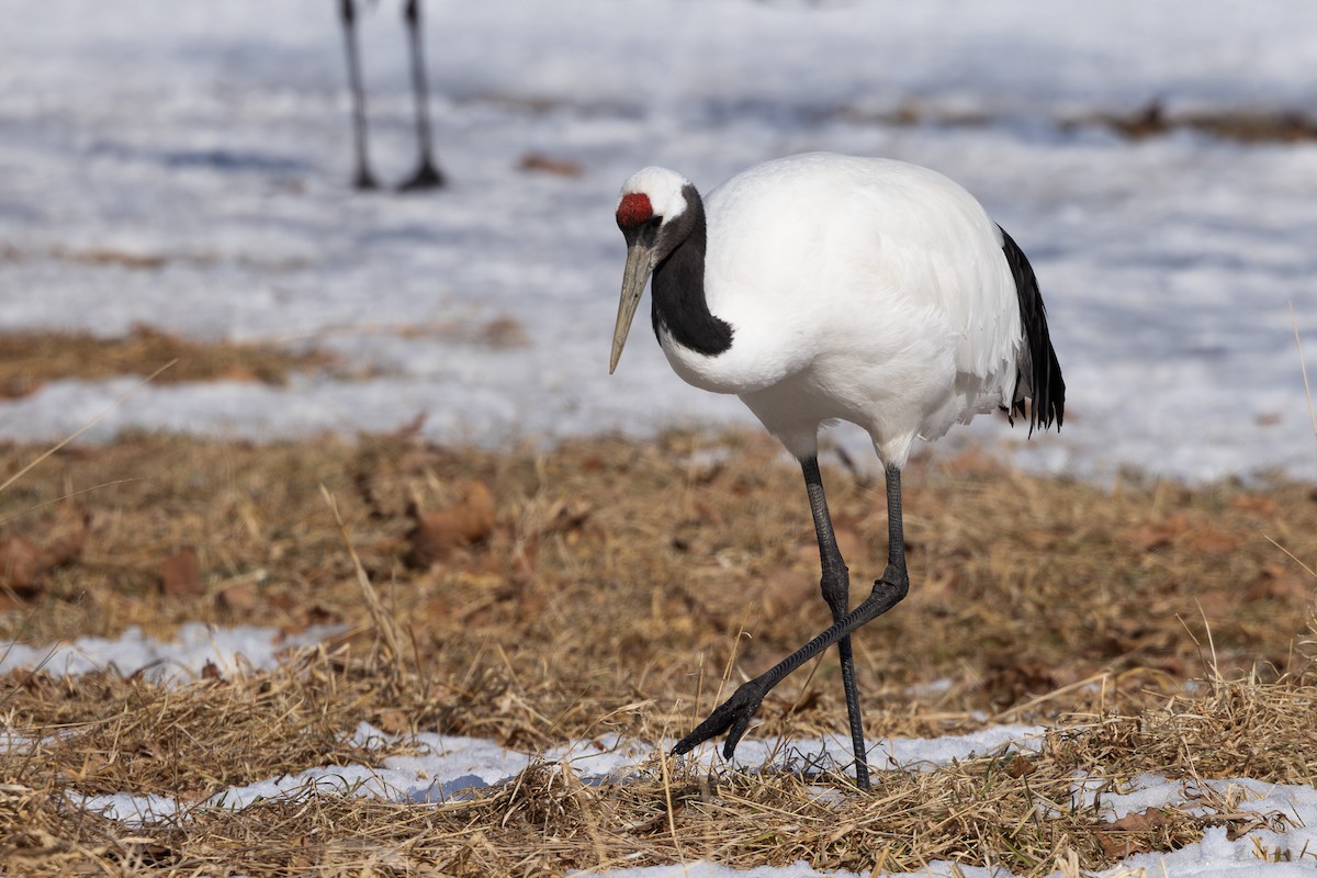 Red-crowned Crane - ML620209184