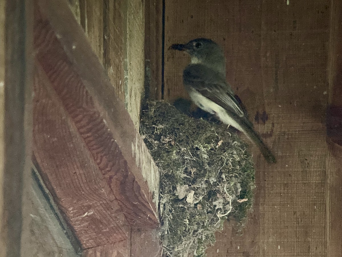 Eastern Phoebe - ML620209185