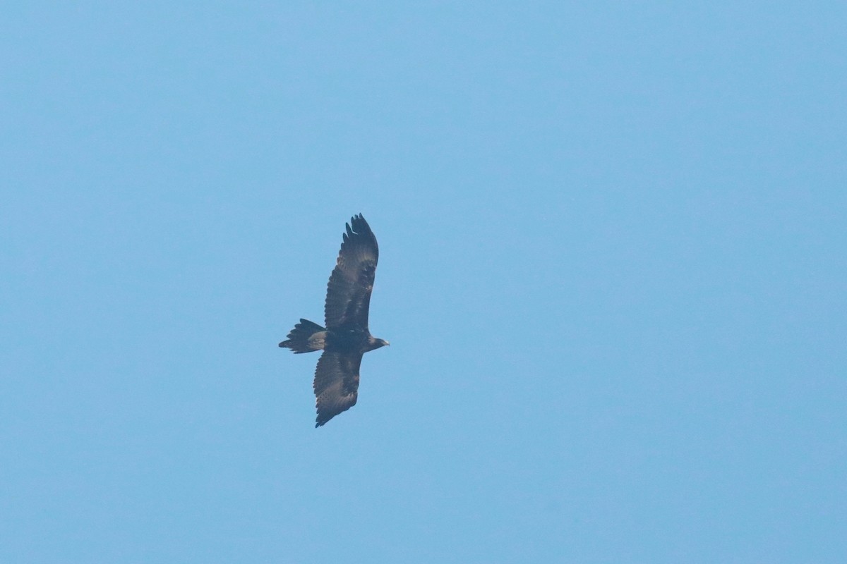 Wedge-tailed Eagle - ML620209186