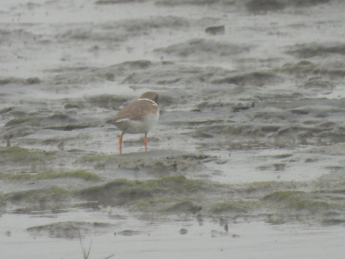 Semipalmated Plover - ML620209193