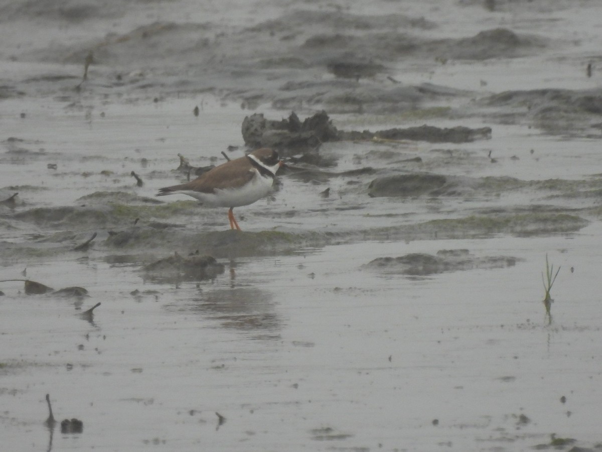Semipalmated Plover - ML620209195