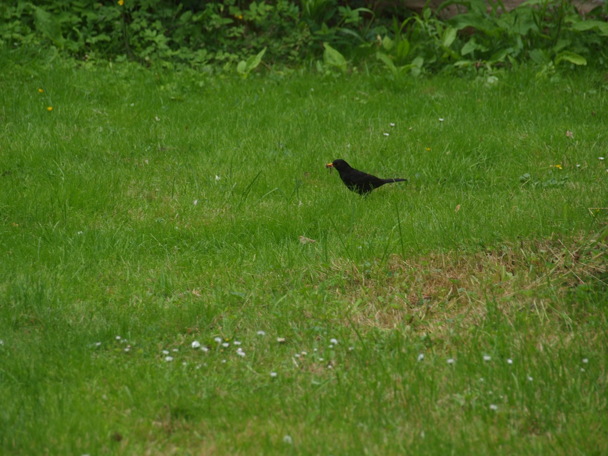 Eurasian Blackbird - ML620209199