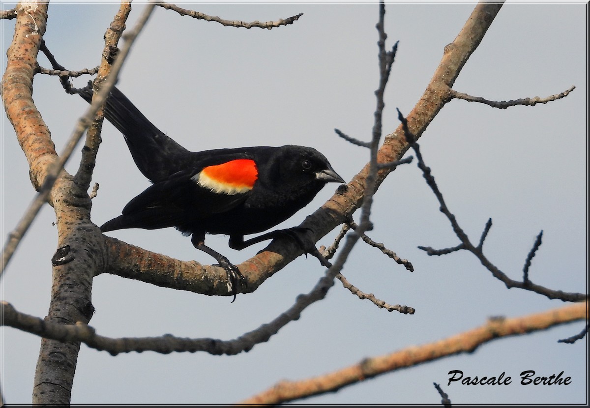 Red-winged Blackbird - ML620209209