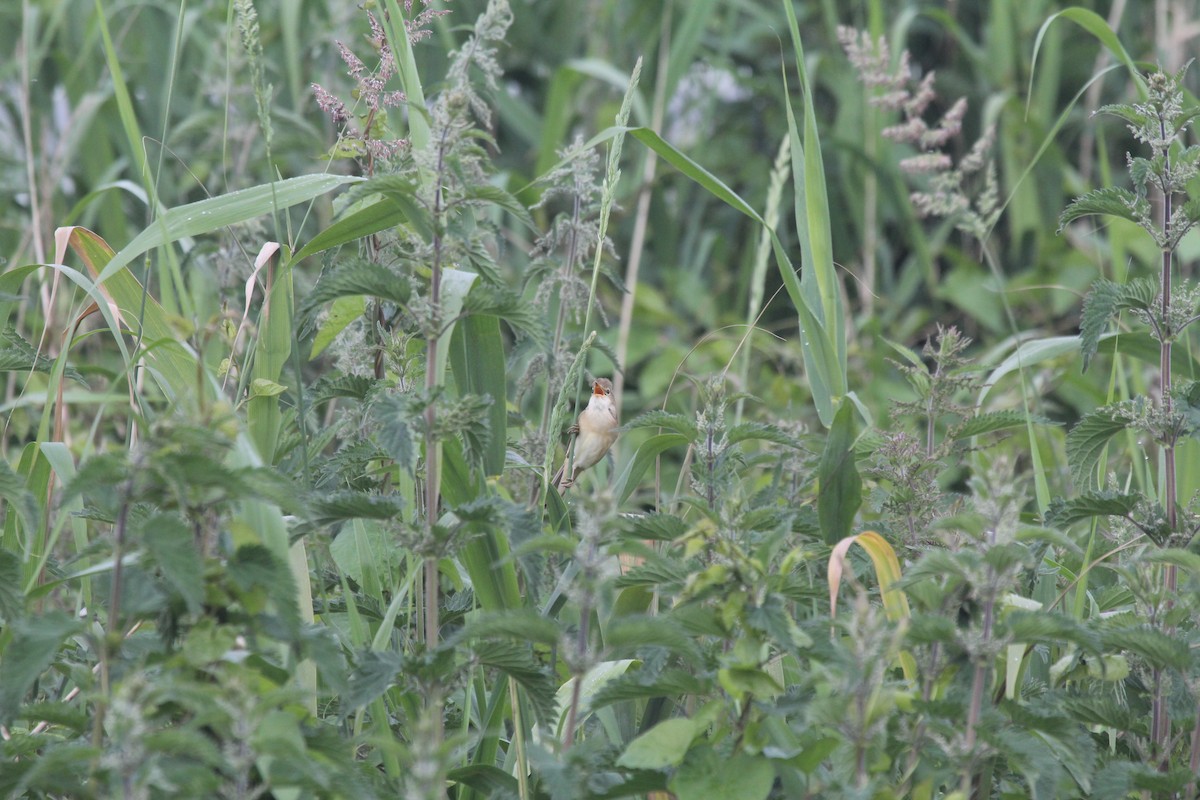 Marsh Warbler - ML620209213