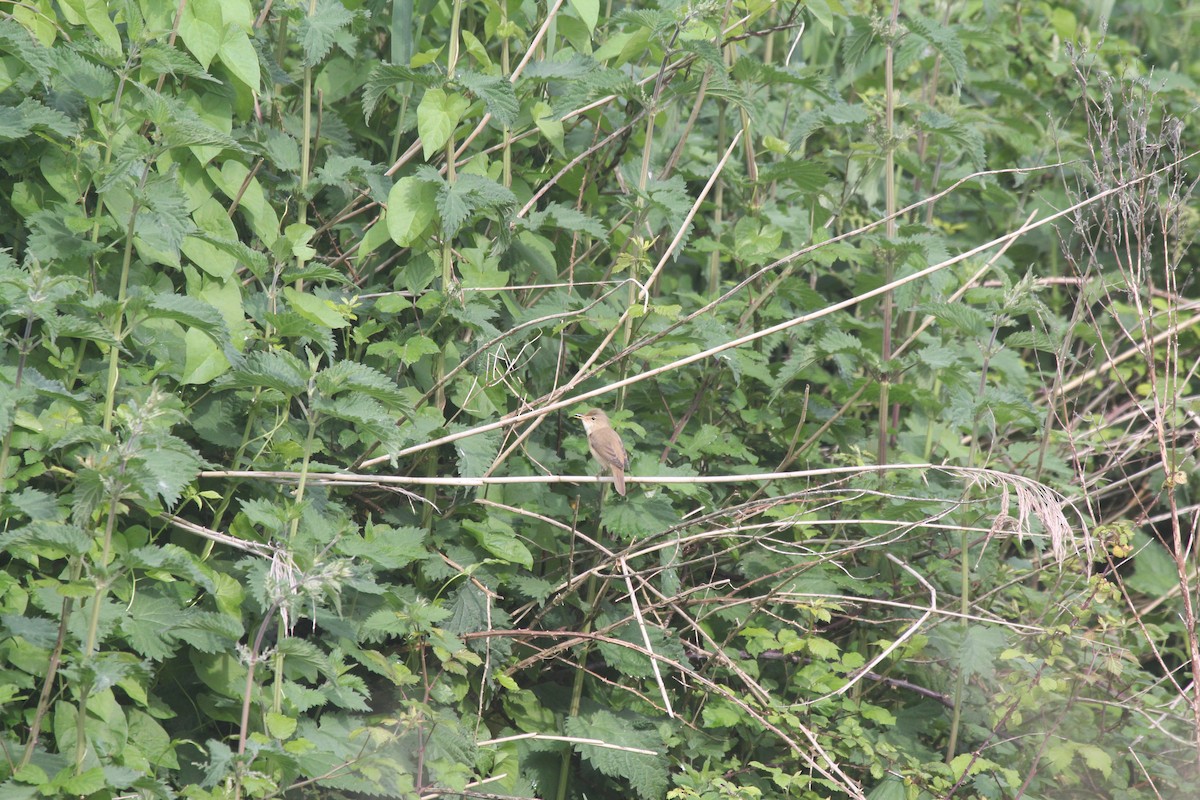 Marsh Warbler - ML620209214