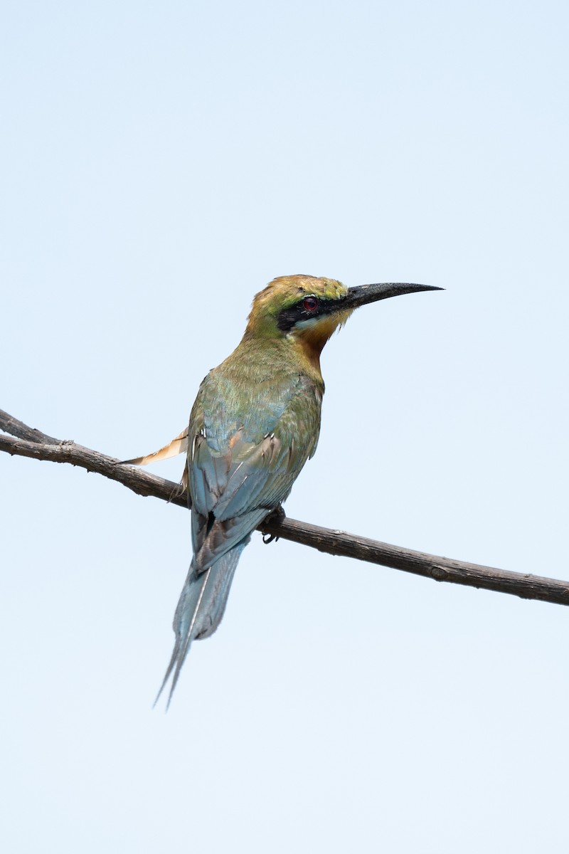 Blue-tailed Bee-eater - ML620209215