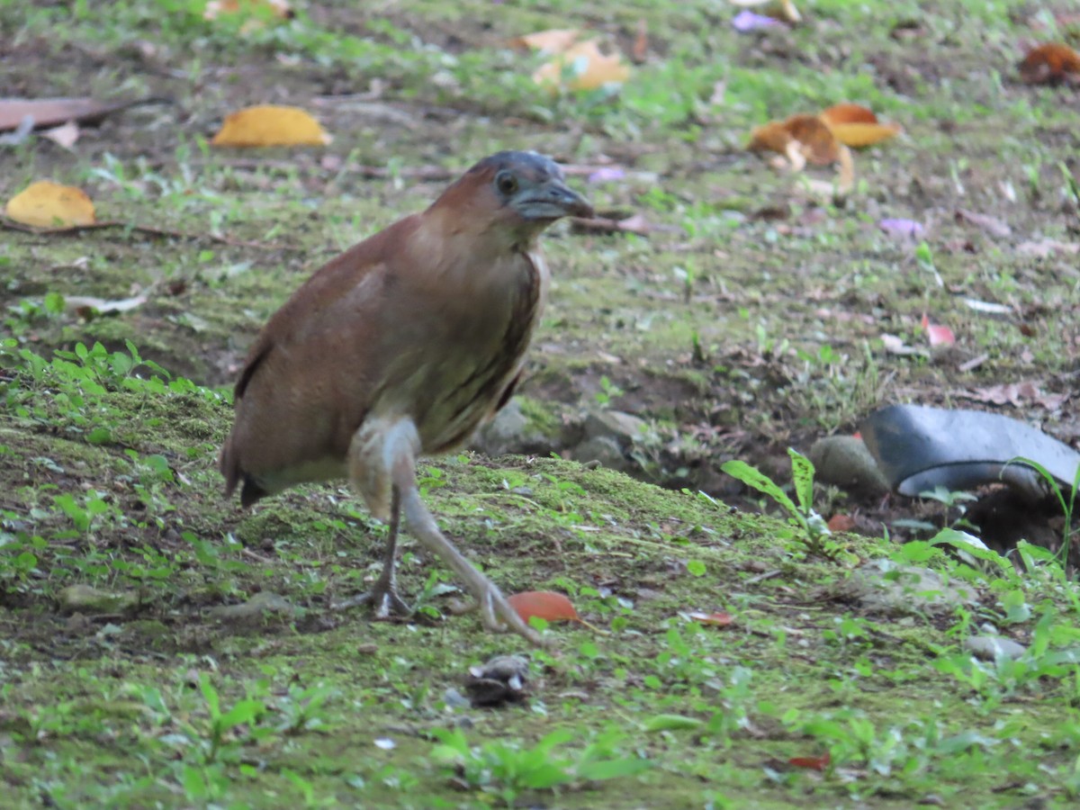 Malayan Night Heron - ML620209216