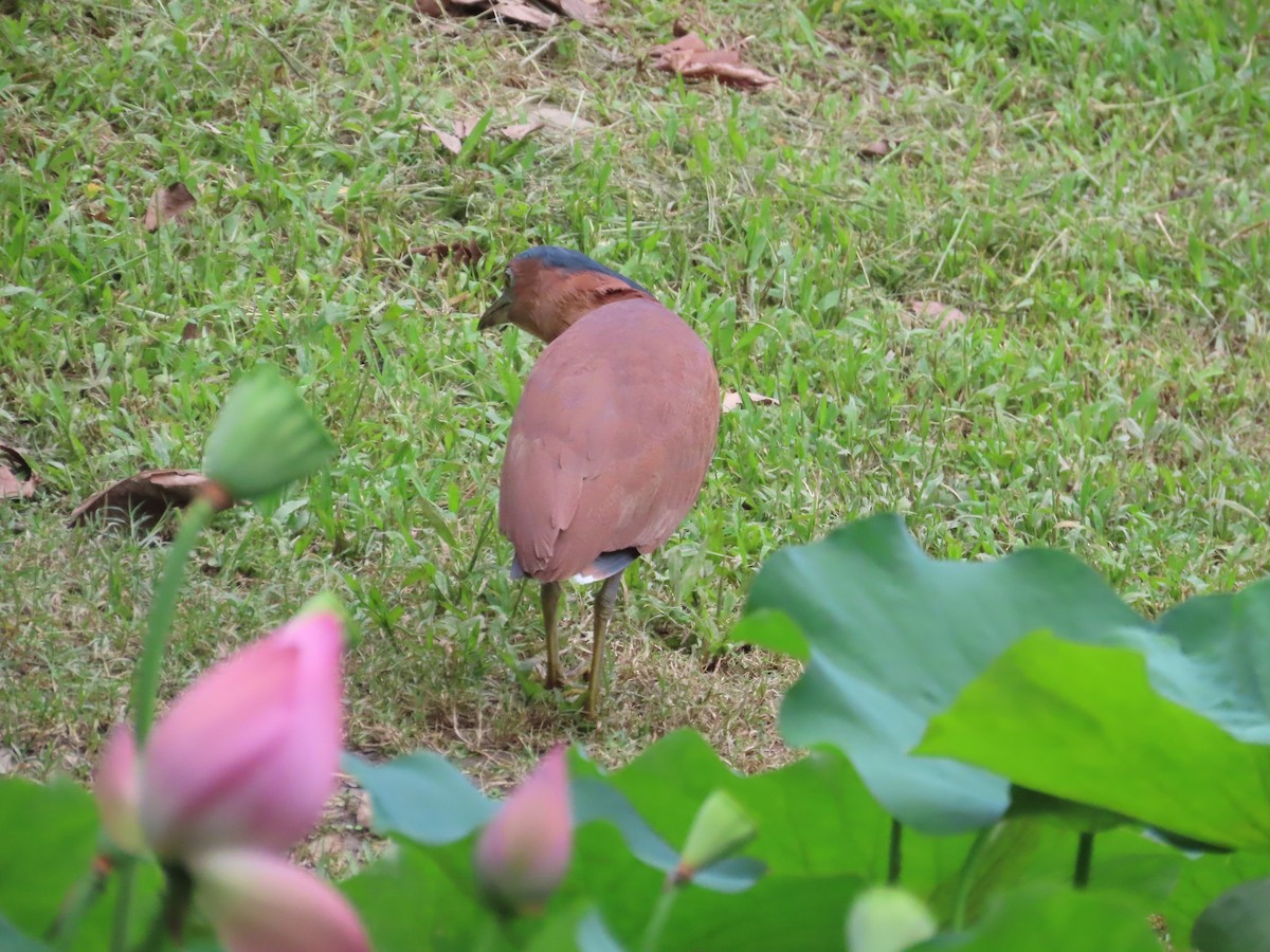 Malayan Night Heron - ML620209218