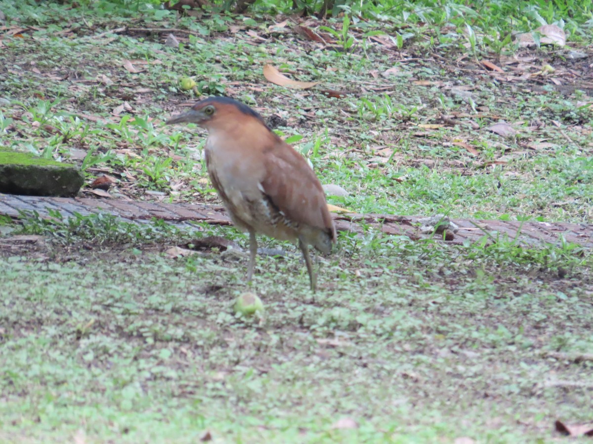 Malayan Night Heron - ML620209221