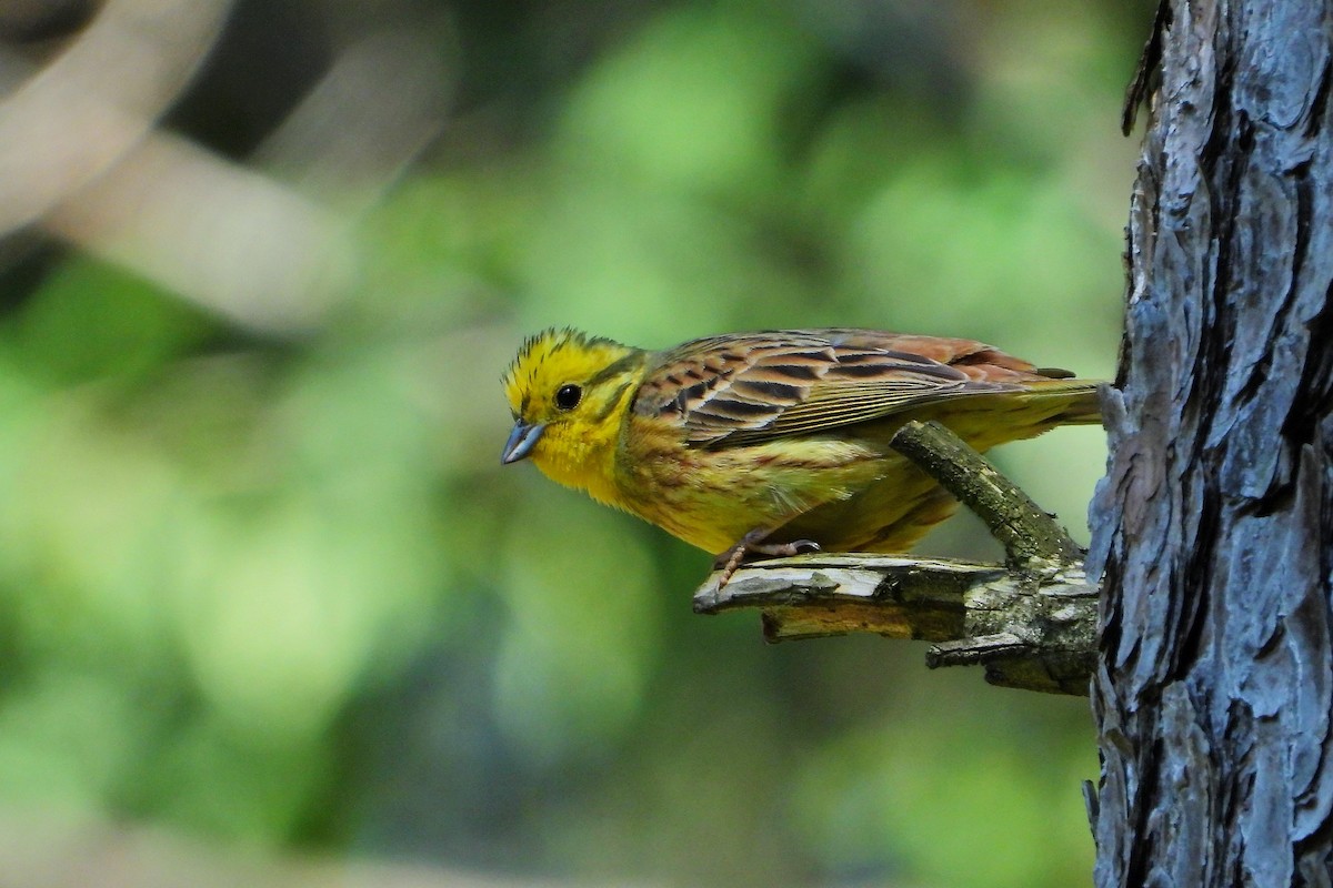 Yellowhammer - ML620209225