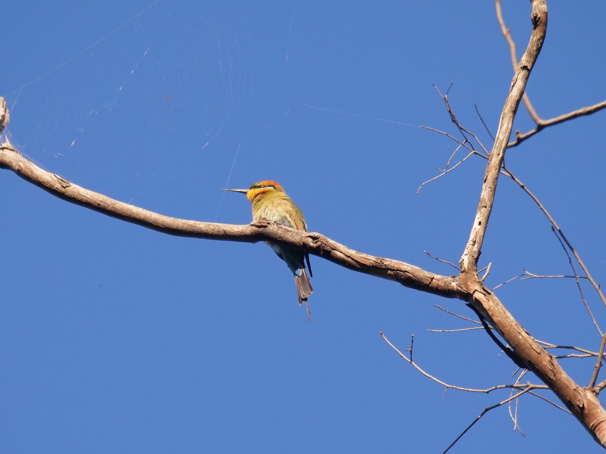 Rainbow Bee-eater - ML620209228